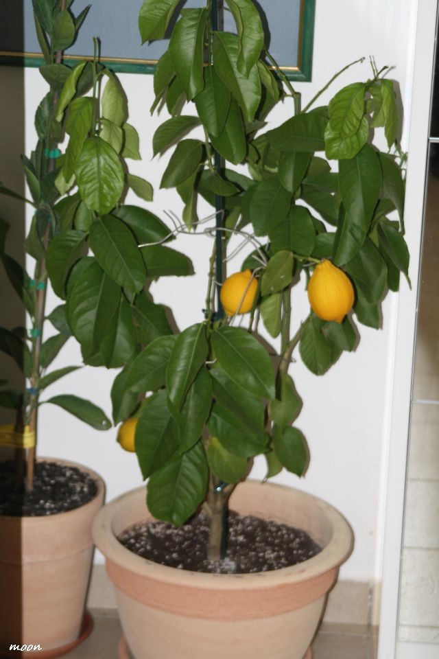 limun